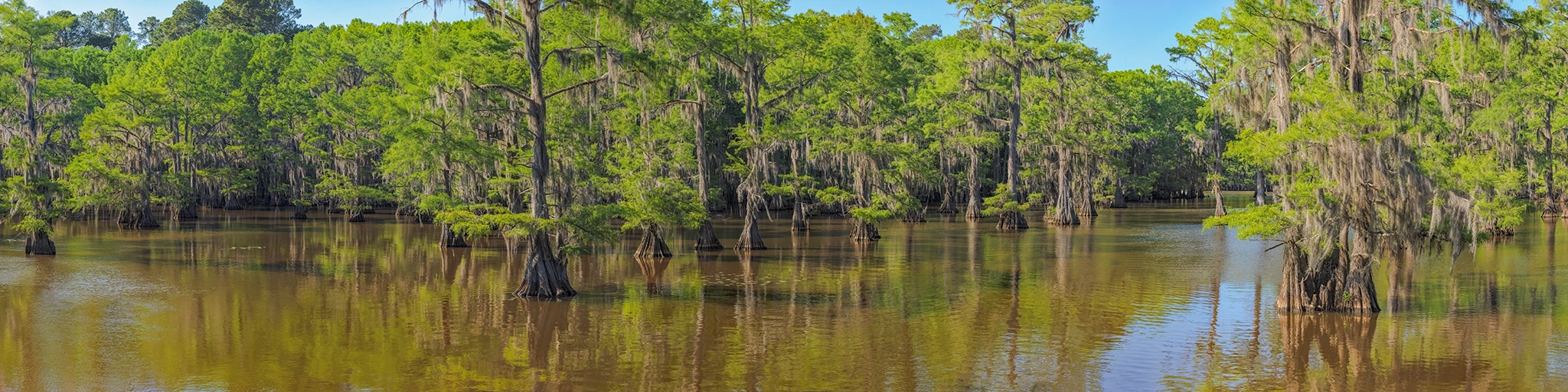 Caddo Lake Cypress Swamp, Texas