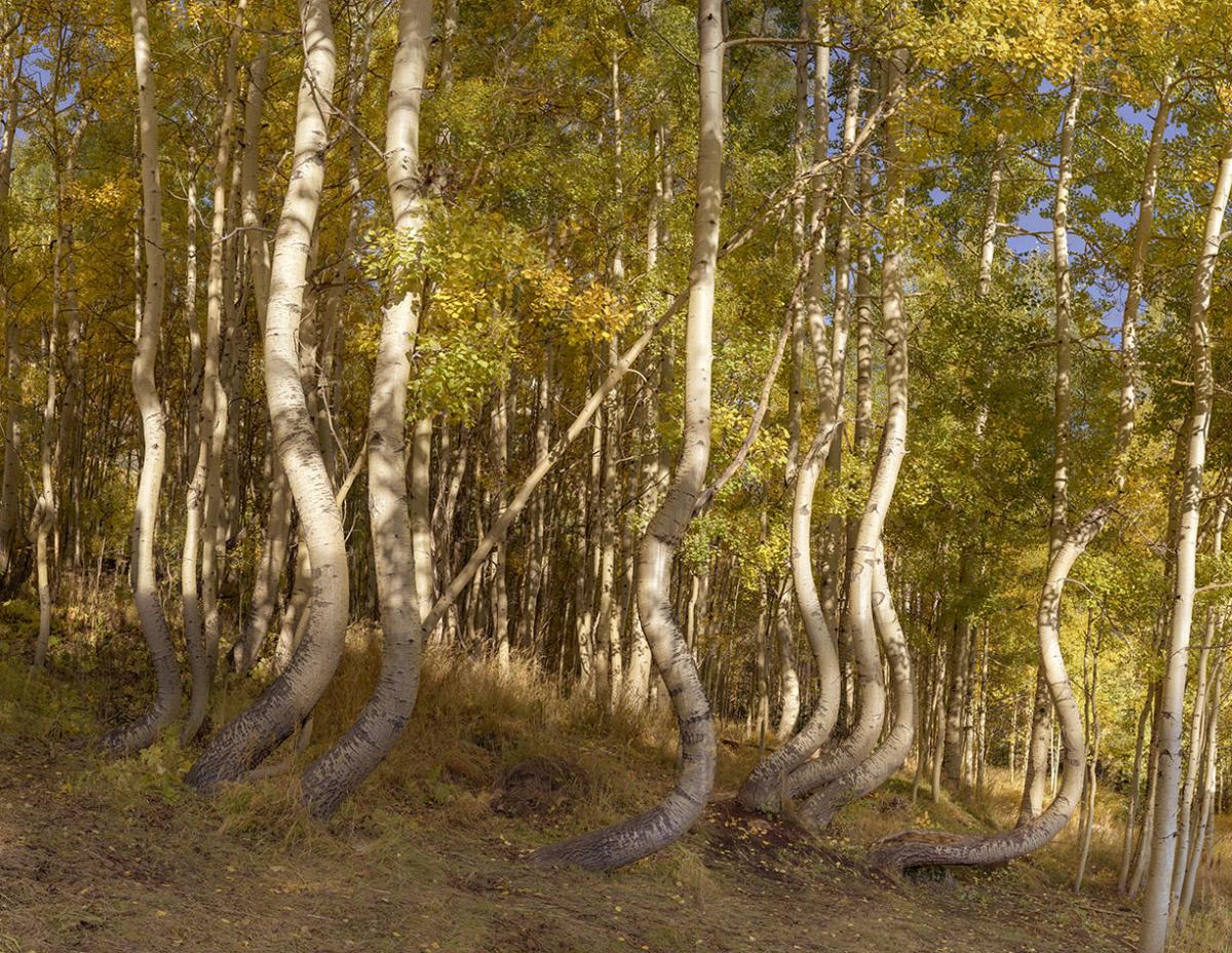 The Dancing Aspens of Ophir Colorado