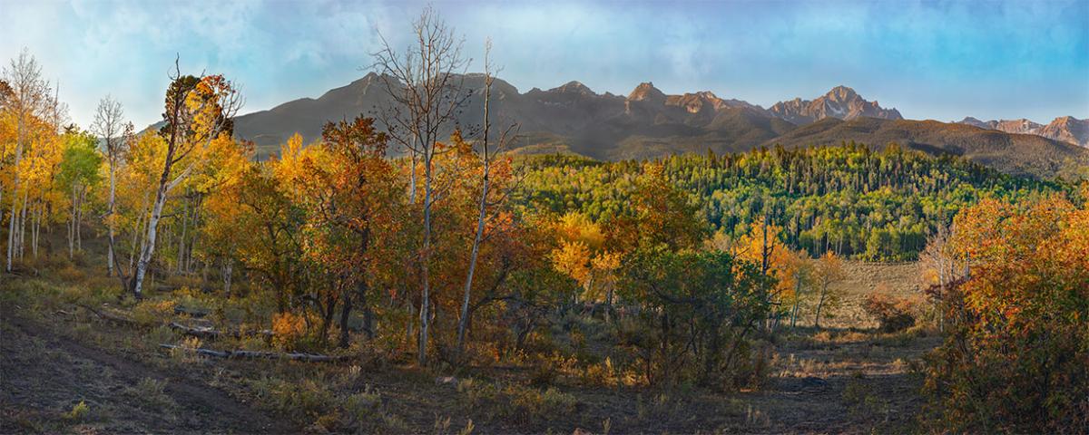 Sneffels Through the Aspens