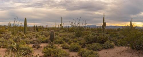 Desert Sunset