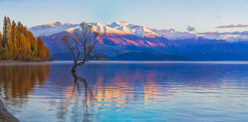 That Wanaka Tree Autumn Sunrise
