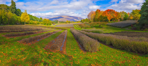 Wanaka Lavender Farm