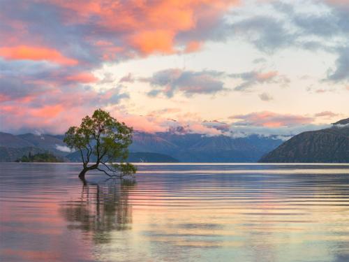 Wanaka Tree Sunrise