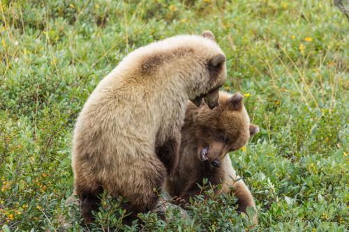 Grizzly Cubs Playing